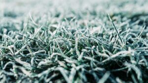 how to repair damaged grass after winter