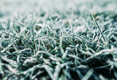 how to repair damaged grass after winter