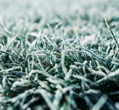 how to repair damaged grass after winter
